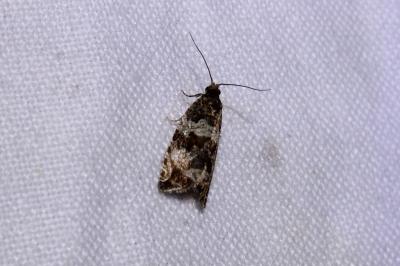 <i>Celypha cespitana</i>