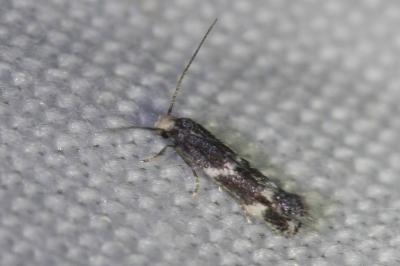 <i>Elachista stabilella</i>