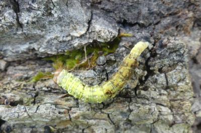 <i>Polyploca ridens</i>