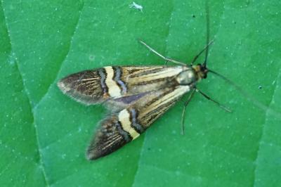 <i>Nemophora degeerella</i>