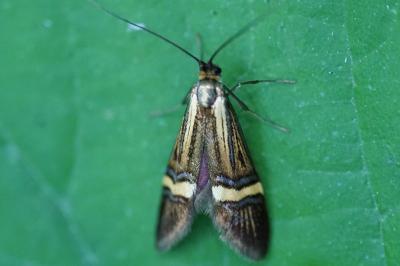 <i>Nemophora degeerella</i>