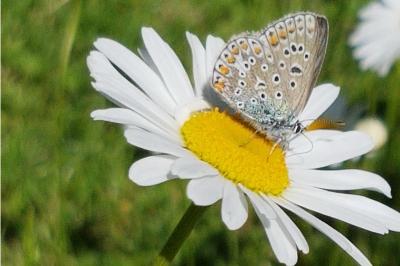 <i>Polyommatus icarus</i>