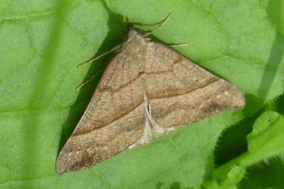 <i>Hypena proboscidalis</i>