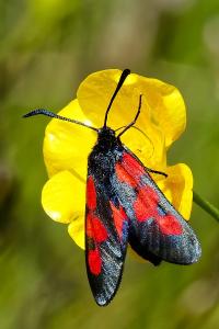 <i>Zygaena filipendulae</i>