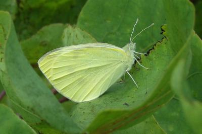 <i>Pieris rapae</i>