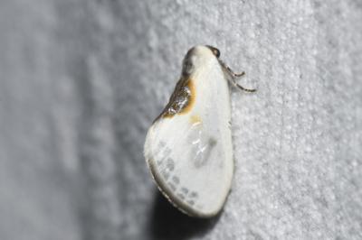 <i>Cilix glaucata/hispanica</i>