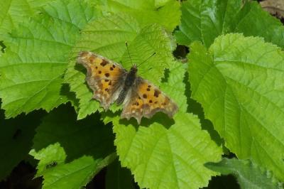 <i>Polygonia c-album</i>