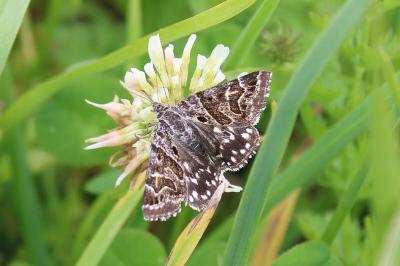 <i>Euclidia mi</i>