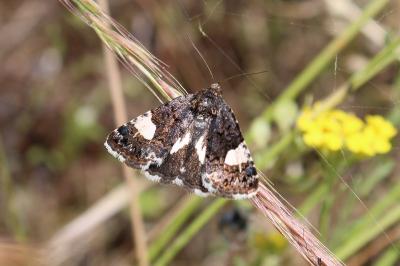 <i>Tyta luctuosa</i>
