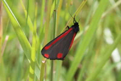 <i>Tyria jacobaeae</i>