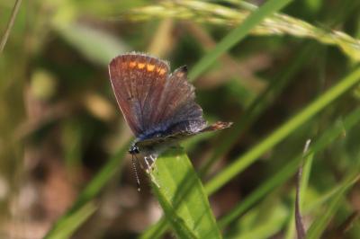 <i>Polyommatus icarus</i>