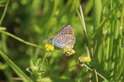 <i>Polyommatus icarus</i>