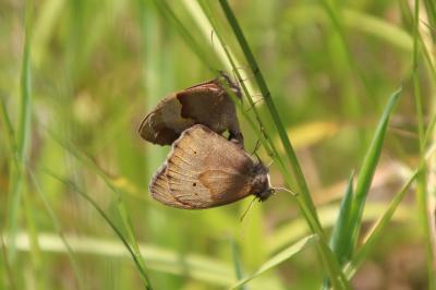 <i>Maniola jurtina</i>