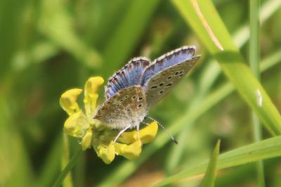 <i>Lysandra bellargus</i>