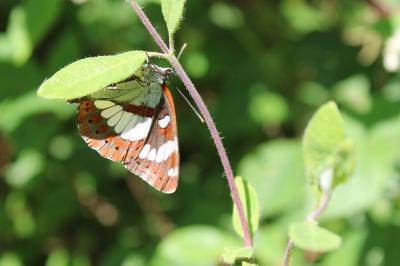 <i>Limenitis reducta</i>