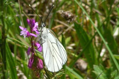 <i>Aporia crataegi</i>