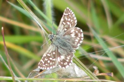 <i>Pyrgus malvae</i>