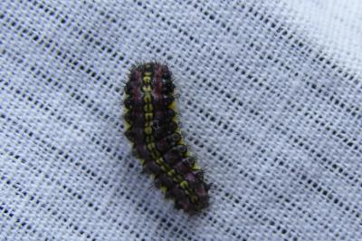 <i>Aglaope infausta</i>