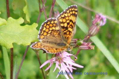 <i>Melitaea phoebe</i>