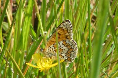 <i>Melitaea phoebe</i>