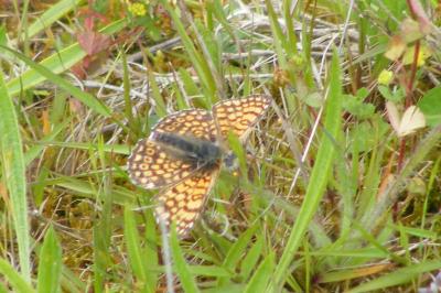 <i>Melitaea cinxia</i>