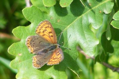 <i>Lycaena tityrus</i>