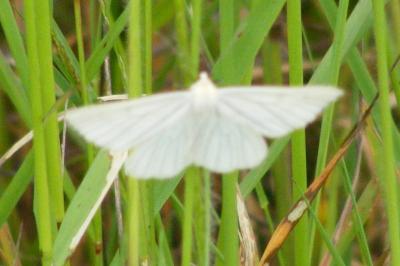 <i>Siona lineata</i>