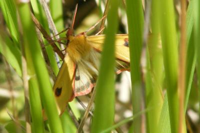 <i>Diacrisia sannio</i>