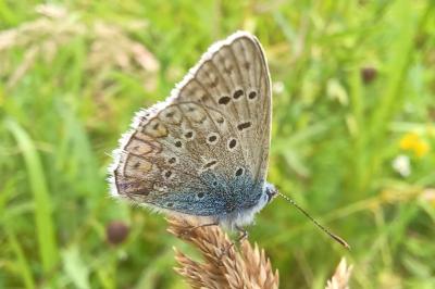 <i>Polyommatus icarus</i>