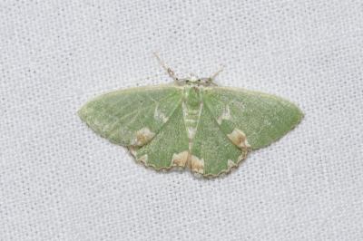 <i>Comibaena bajularia</i>