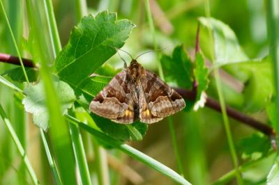 <i>Euclidia glyphica</i>