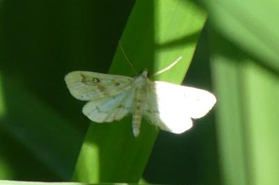 <i>Parapoynx stratiotata</i>