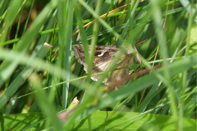 <i>Autographa gamma</i>