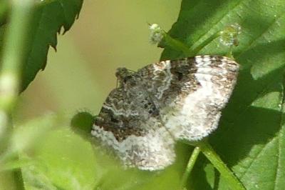 <i>Epirrhoe alternata</i>