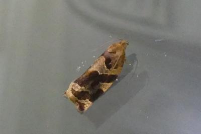 <i>Archips xylosteana</i>