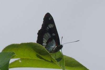 <i>Limenitis reducta</i>
