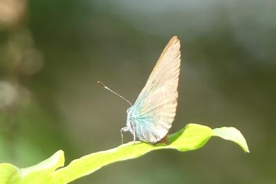 <i>Callophrys rubi</i>
