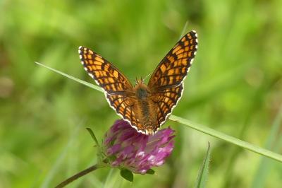 <i>Melitaea phoebe</i>