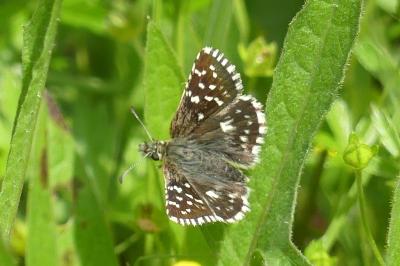 <i>Pyrgus malvae</i>