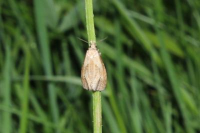 <i>Phtheochroa inopiana</i>