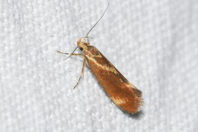 <i>Metalampra italica</i>