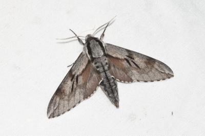 <i>Hyloicus pinastri</i>
