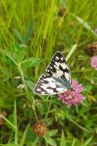 <i>Melanargia galathea</i>