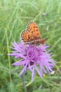 <i>Melitaea parthenoides</i>