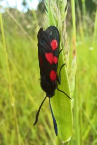 <i>Zygaena trifolii</i>