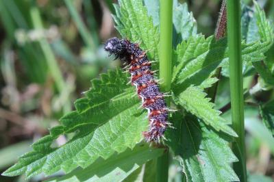 <i>Vanessa atalanta</i>
