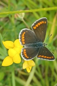 <i>Aricia agestis</i>