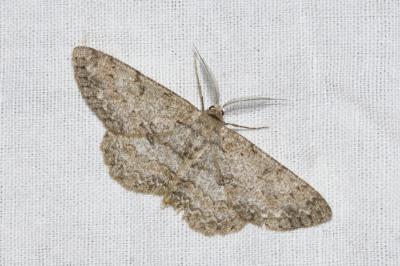 <i>Hypomecis punctinalis</i>
