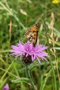 <i>Melitaea parthenoides</i>