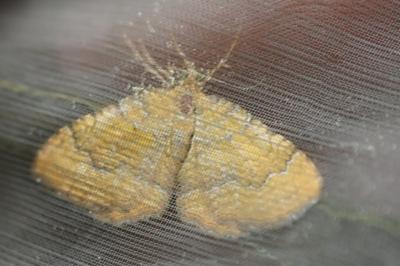 <i>Camptogramma bilineata</i>